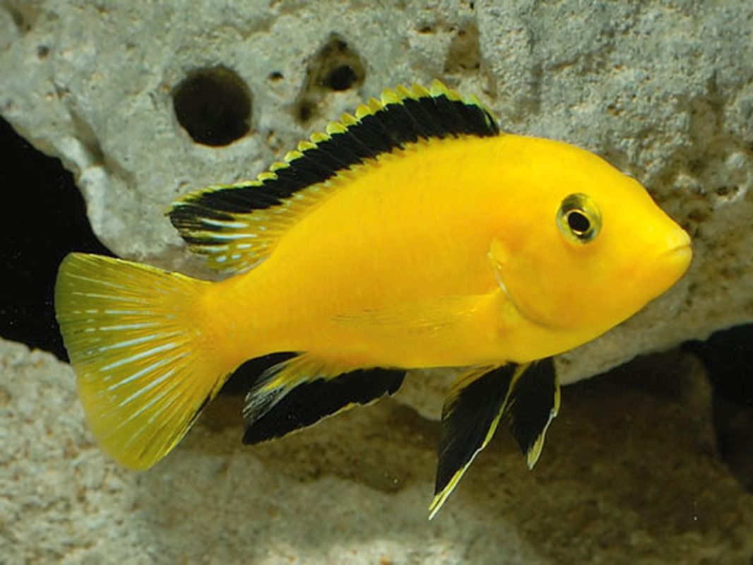 Electric Yellow Cichlid: Habitat, Care, Aquarium Maintenance