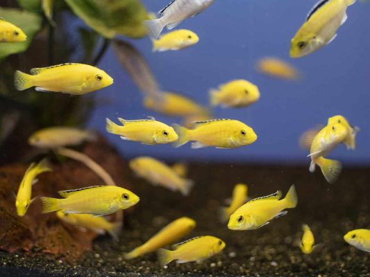 Electric Yellow Cichlid