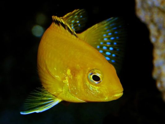 Electric Yellow Cichlid