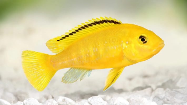 Electric Yellow Cichlid