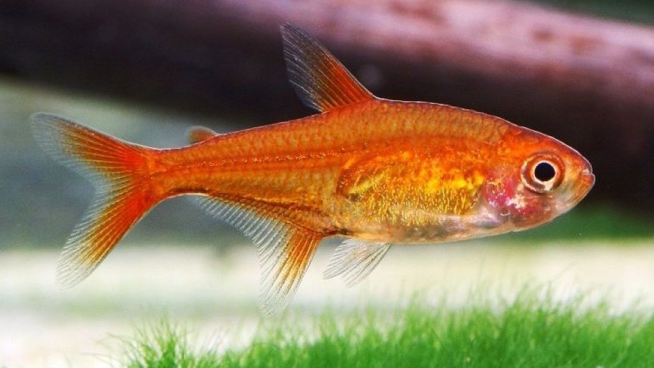 Ember Tetra: Habitat, Care, Aquarium Maintenance