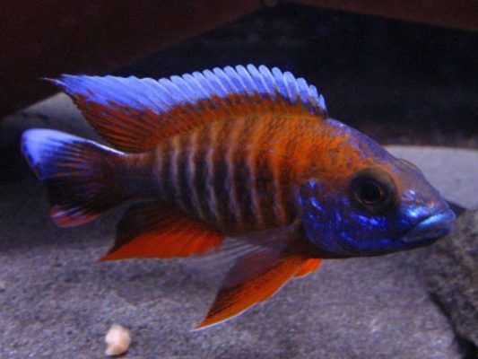 Eureka Red Peacock