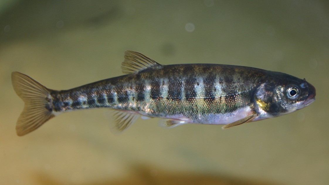 European Minnow: Habitat, Care, Aquarium Maintenance