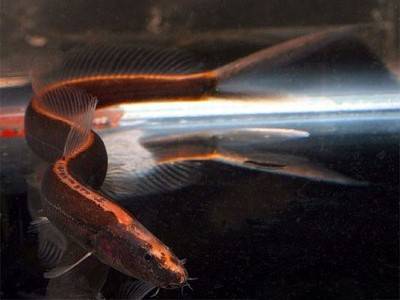 Fork-Tailed Loach