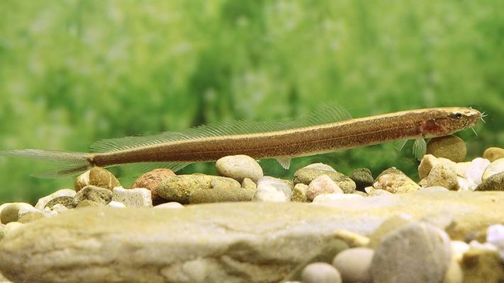 Fork-Tailed Loach