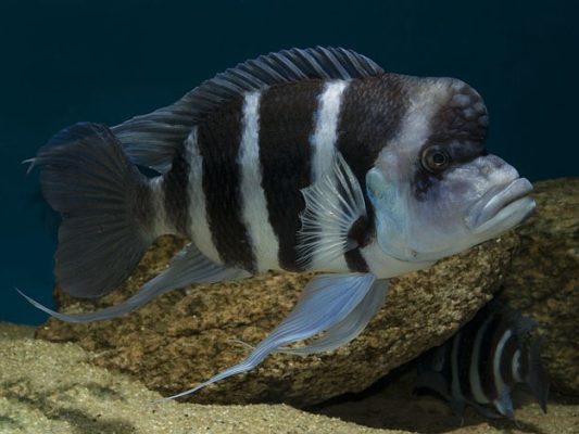 Frontosa Cichild (Cyphotilapia Gibberosa)