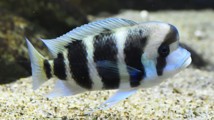 Frontosa Cichild (Cyphotilapia Gibberosa)