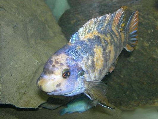 Fuelleborn's Cichlid (Blue Mbuna)