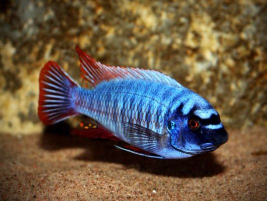 Fuelleborn's Cichlid (Blue Mbuna)