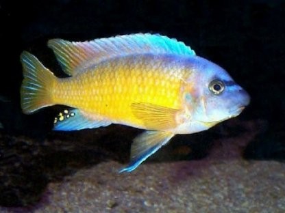 Fuelleborn's Cichlid (Blue Mbuna)