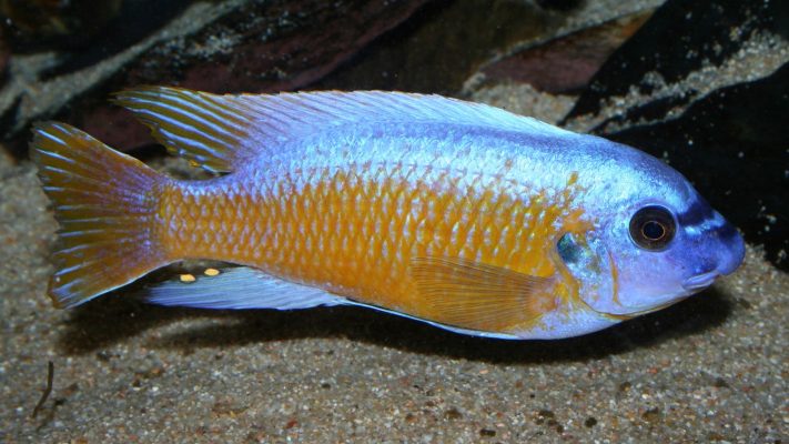 Fuelleborn's Cichlid (Blue Mbuna)