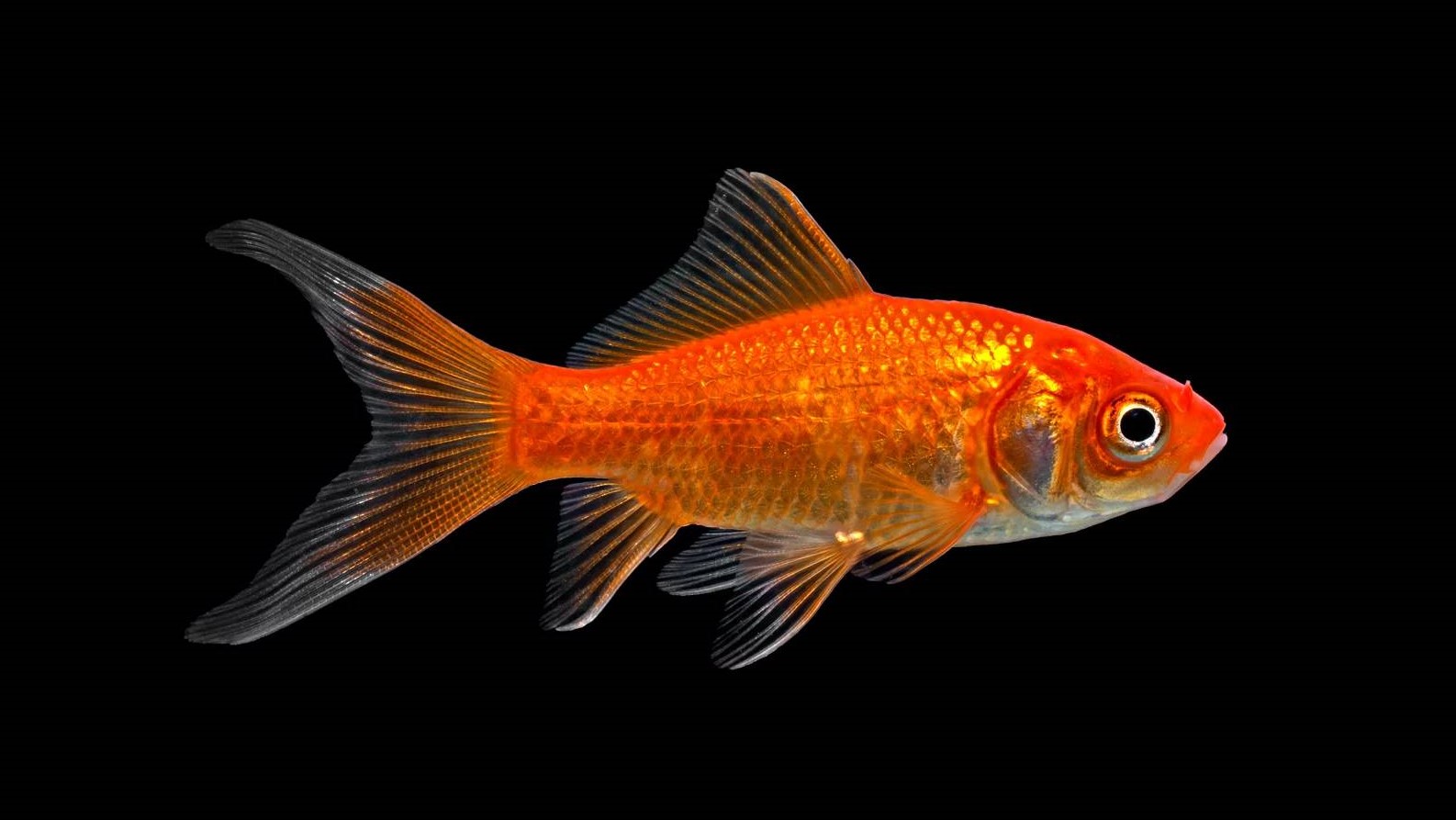 Goldfish: Habitat, Care, Aquarium Maintenance