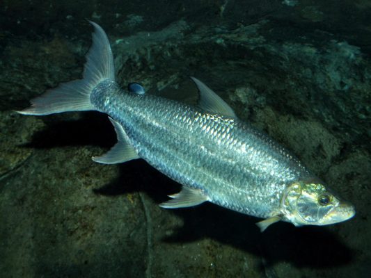 Goliath Tigerfish