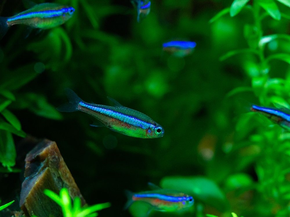 Green Neon Tetra: Habitat, Care, Aquarium Maintenance