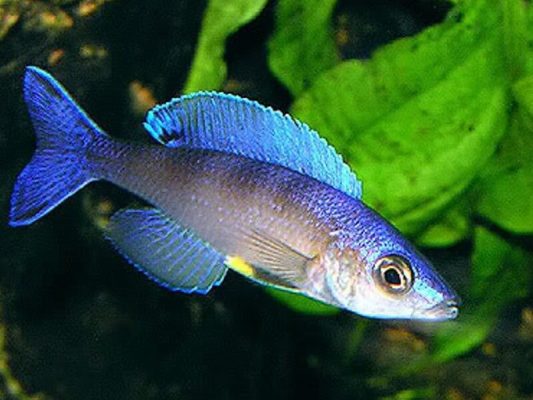 Herring Cichlid (Sardine Cichlid)