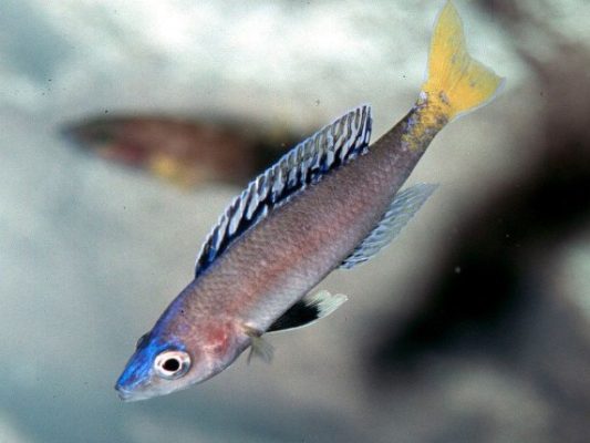 Herring Cichlid (Sardine Cichlid)