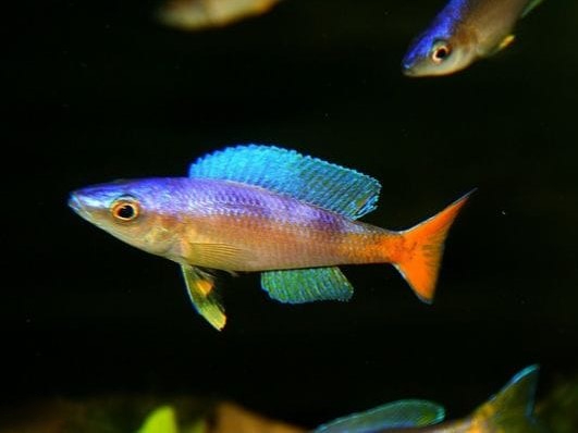 Herring Cichlid (Sardine Cichlid)