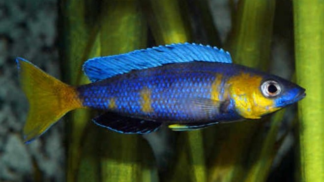 Herring Cichlid (Sardine Cichlid)