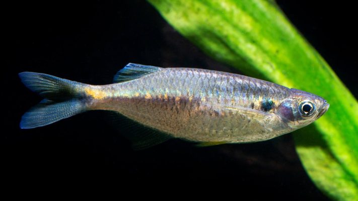 Indian Glass Barb