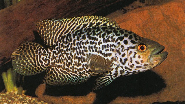 Jaguar Cichlid (Managuense Cichlid)