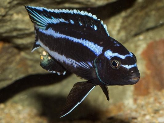 Johanni Cichlid