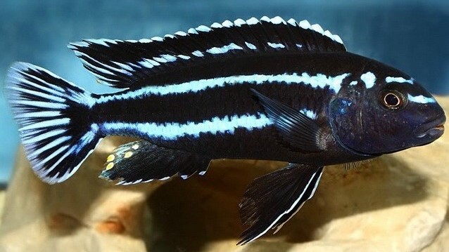 Johanni Cichlid