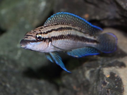 Julie Cichlid