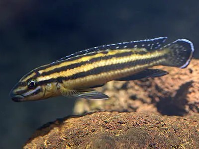 Julie Cichlid (Julidochromis Regani)