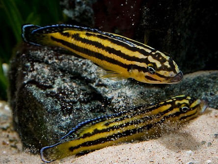 Julie Cichlid (Julidochromis Regani)