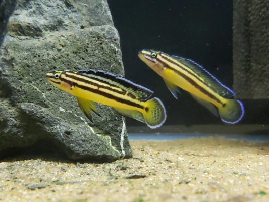 Julie Cichlid (Julidochromis Regani)