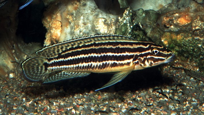 Julie Cichlid (Julidochromis Regani)