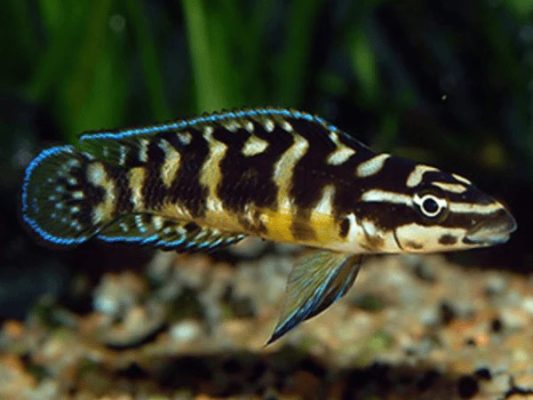 Julie Cichlid (Julidochromis Transcriptus)