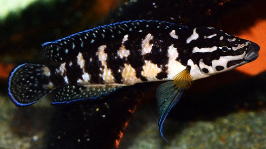 Julie Cichlid (Julidochromis Transcriptus)