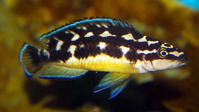 Julie Cichlid