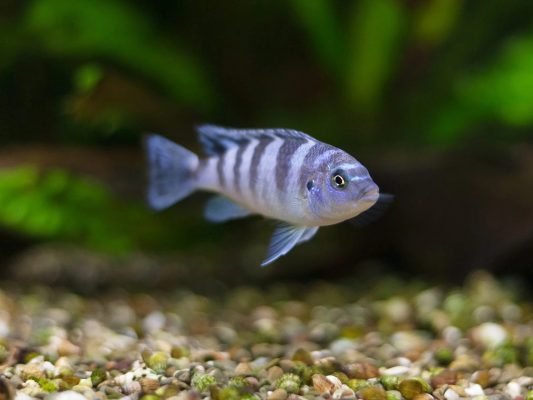 Kenyi Cichlid