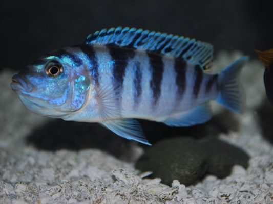 Kenyi Cichlid