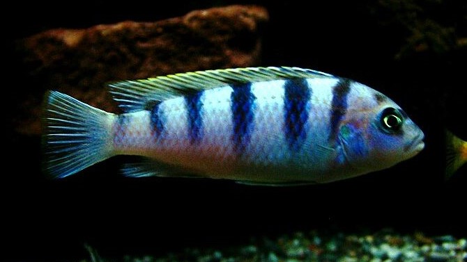 Kenyi Cichlid