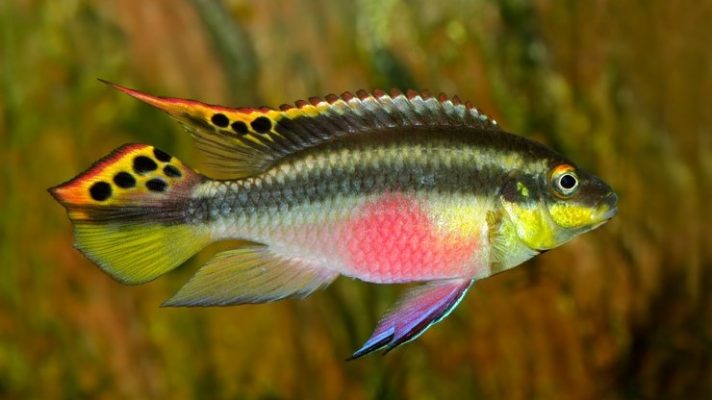Kribensis, Krib (Pelvicachromis Pulcher)