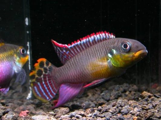 Kribensis, Krib (Pelvicachromis Taeniatus)