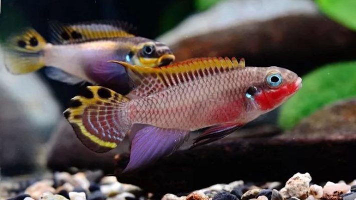 Kribensis, Krib (Pelvicachromis Taeniatus)