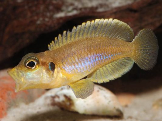 Lamprologus Ocellatus