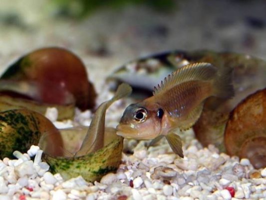 Lamprologus Ocellatus