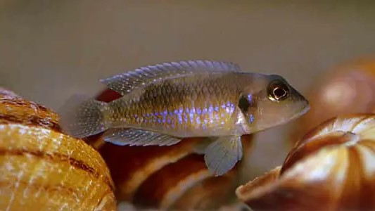 Lamprologus Ocellatus