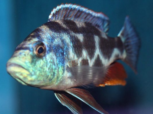 Livingston's Cichlid