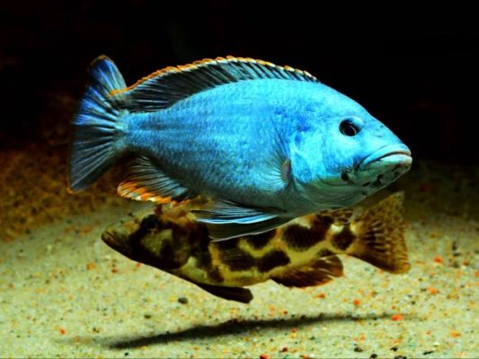 Livingston's Cichlid