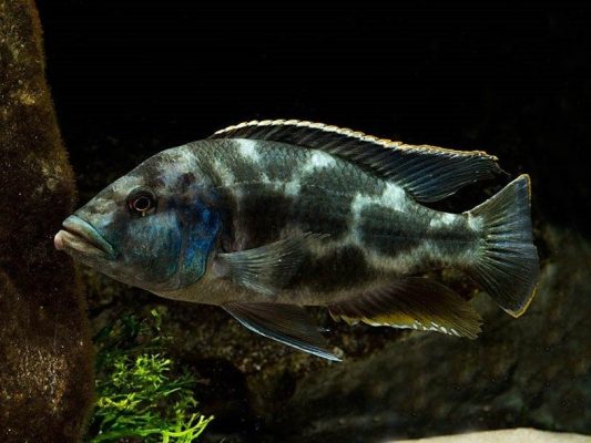 Livingston's Cichlid