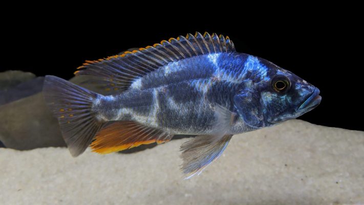 Livingston's Cichlid