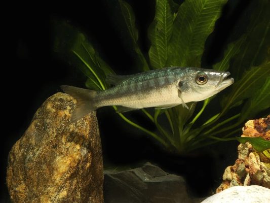 Malawi Barracuda