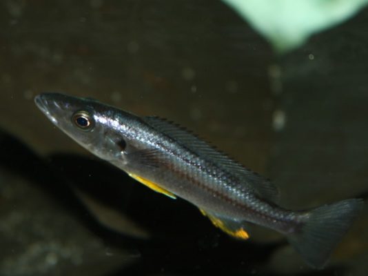 Malawi Barracuda