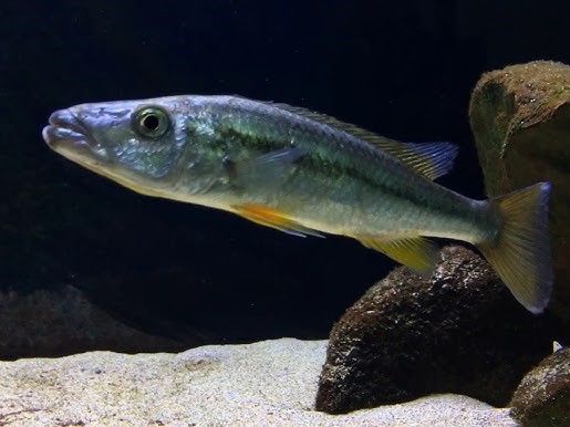 Malawi Barracuda